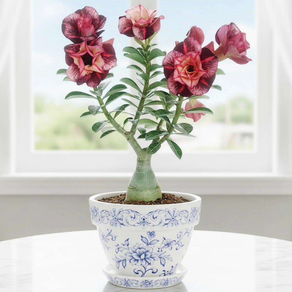 Desert Rose Living Potted Plant