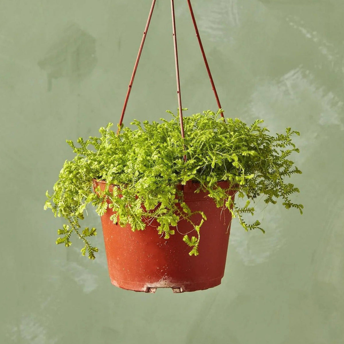 Selaginella tamariscina live hanging pot