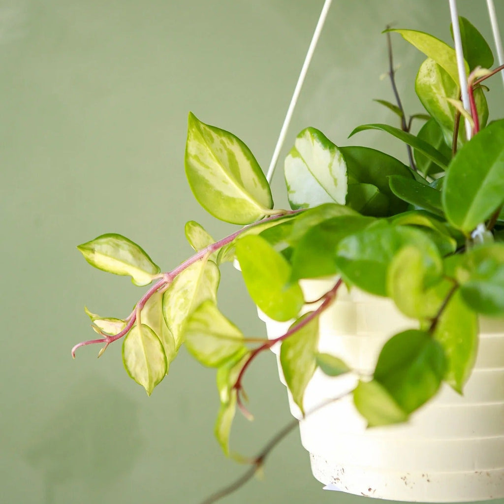 Variegated Hoya Live Hanging Plant