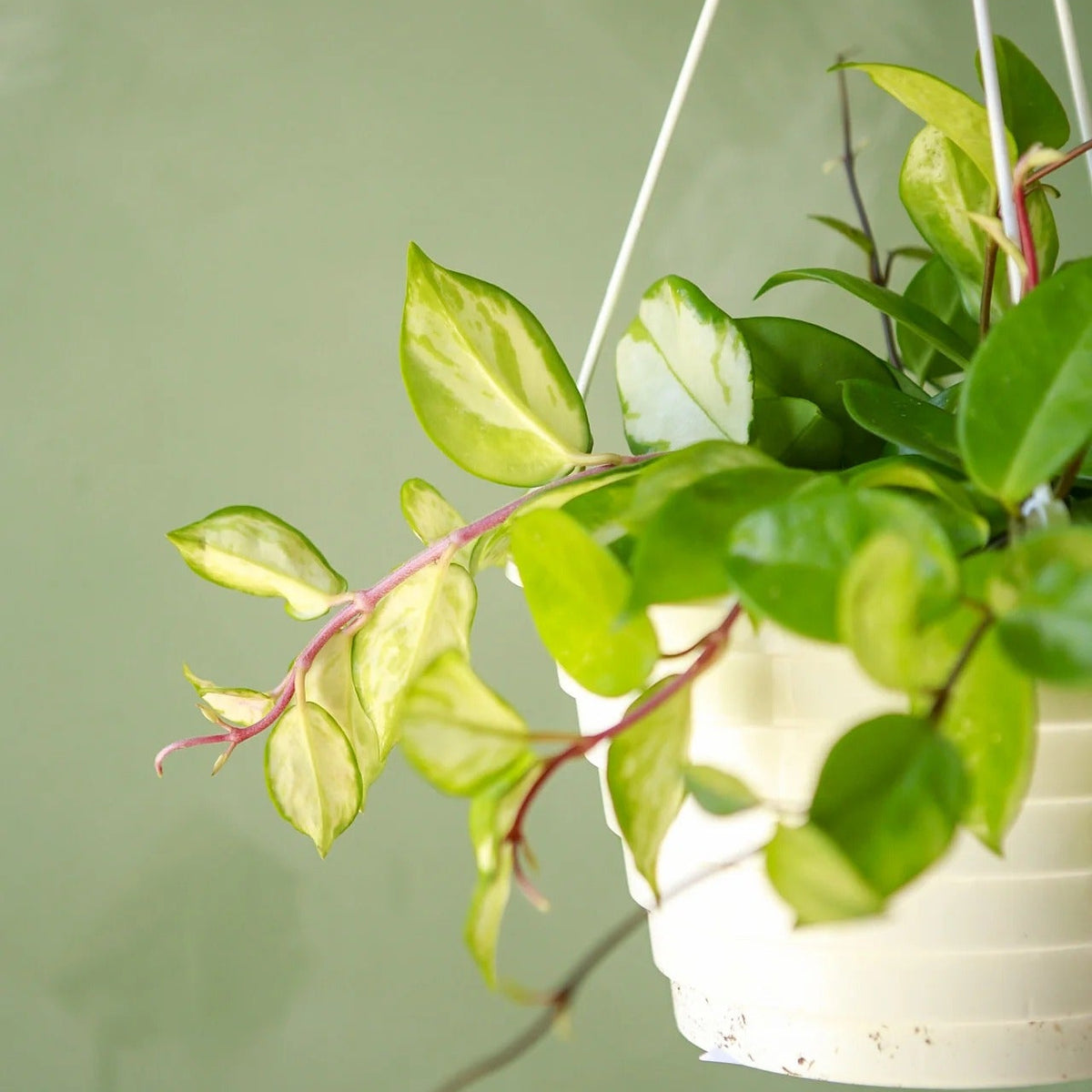 Variegated Hoya Live Hanging Plant
