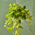 Golden Pothos Hanging Pot Plant