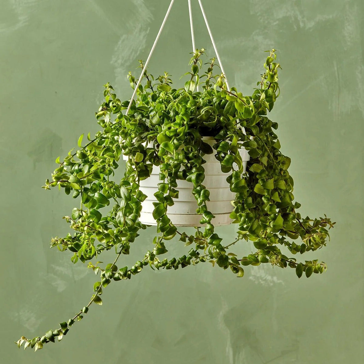 Curly-Leaf Aeschynanthus Radicans Hanging Pot