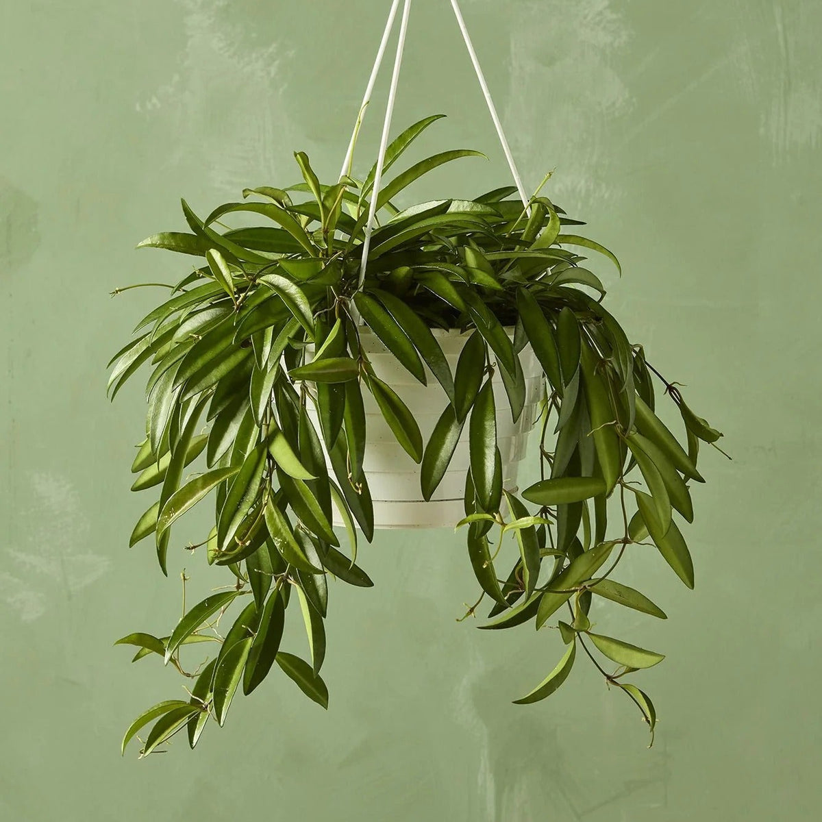 Hoya Live Hanging Plant