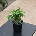 4-inch Desert Rose Live Plant