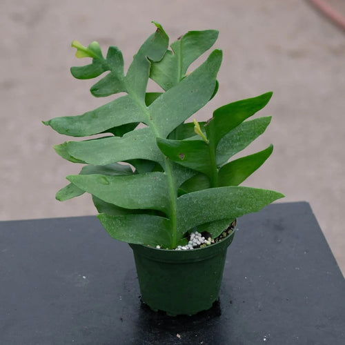 4-inch Live Sawtooth Cactus