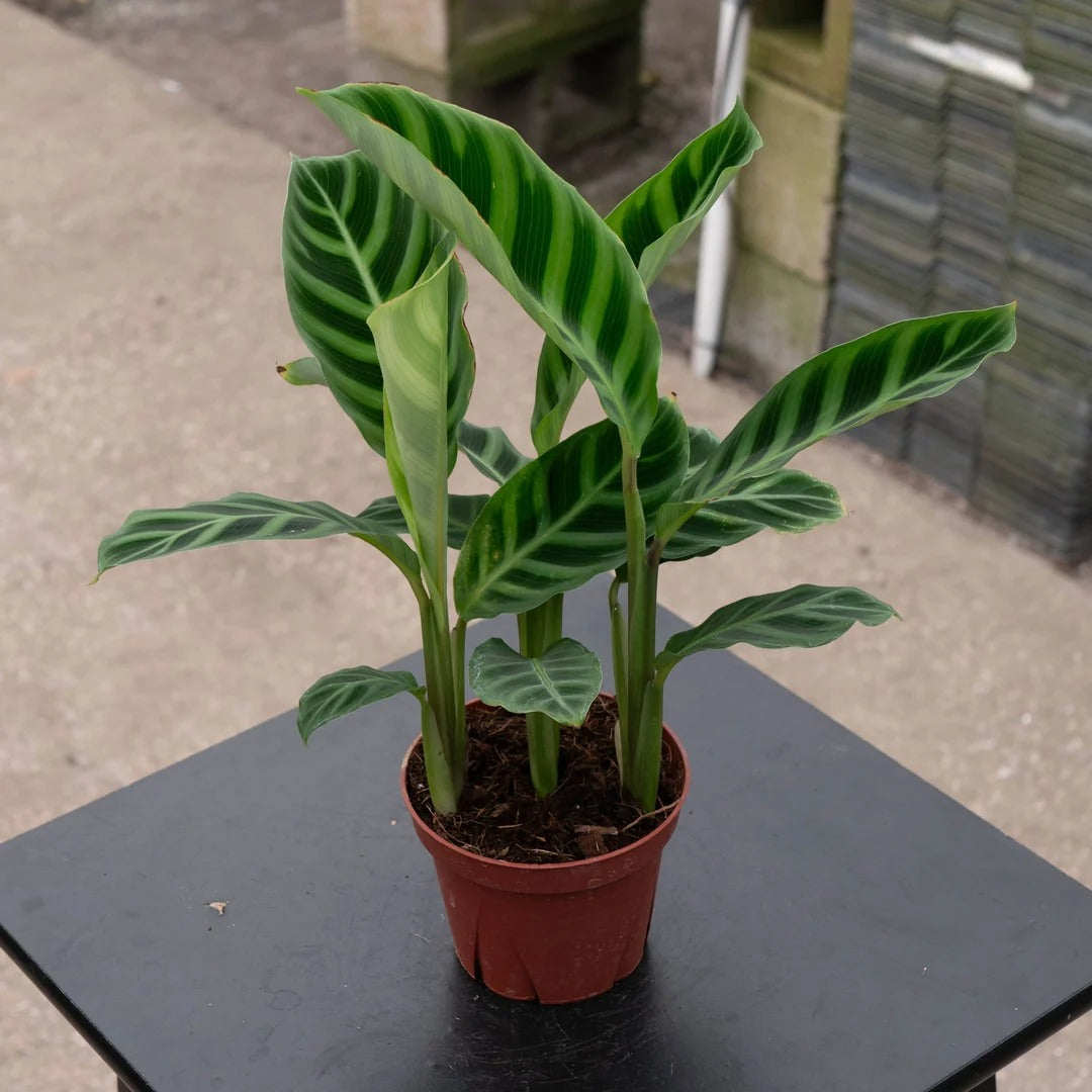 6-inch Monstera Deliciosa Iive Plant