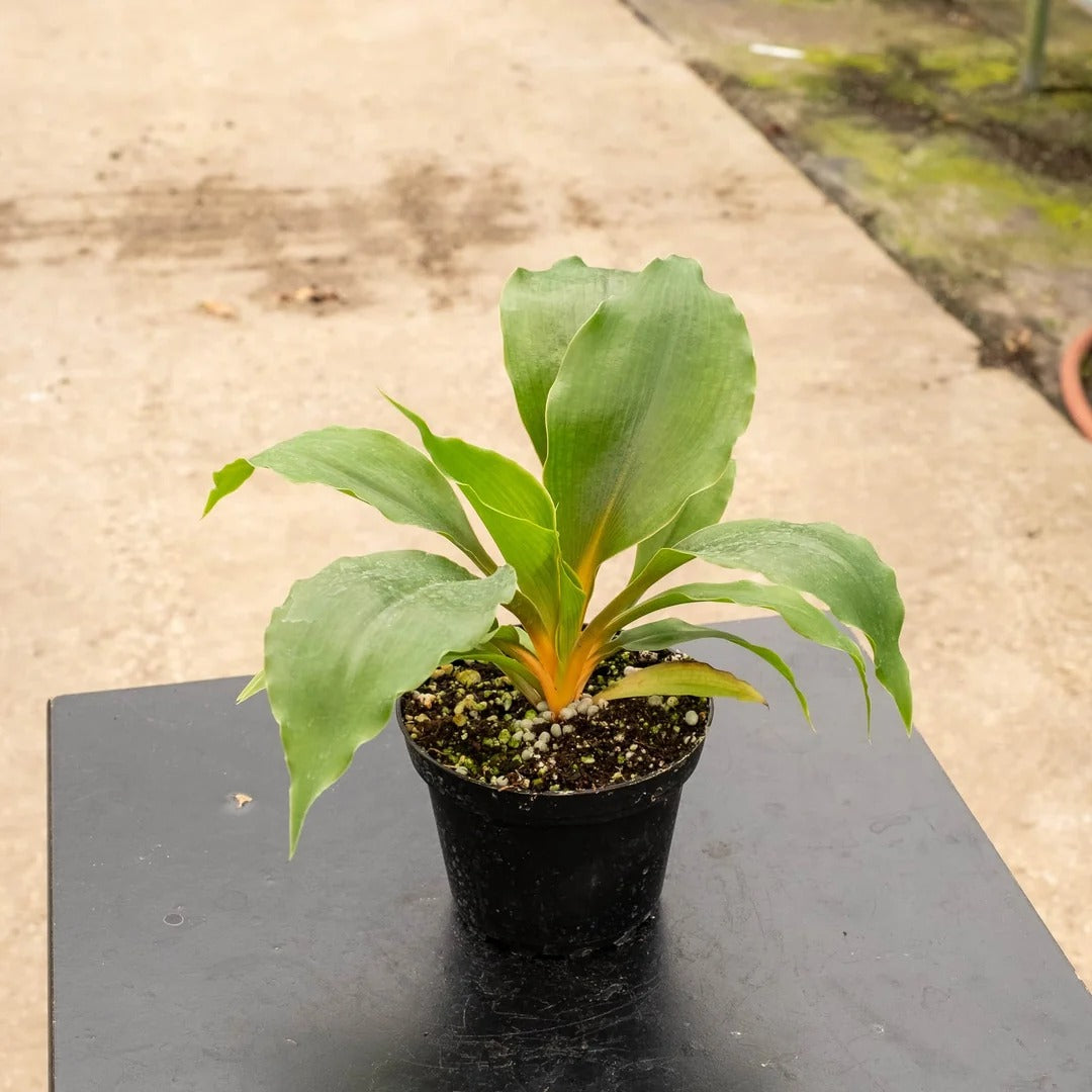6-inch Live Orange Mandarin Plant
