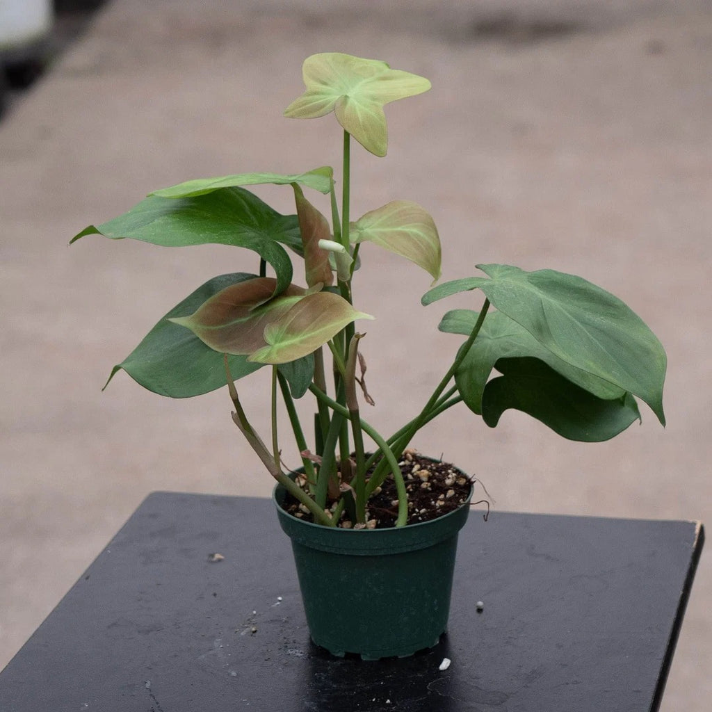 4 inch Philodendron Micans Live Plant