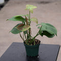 4 inch Philodendron Micans Live Plant