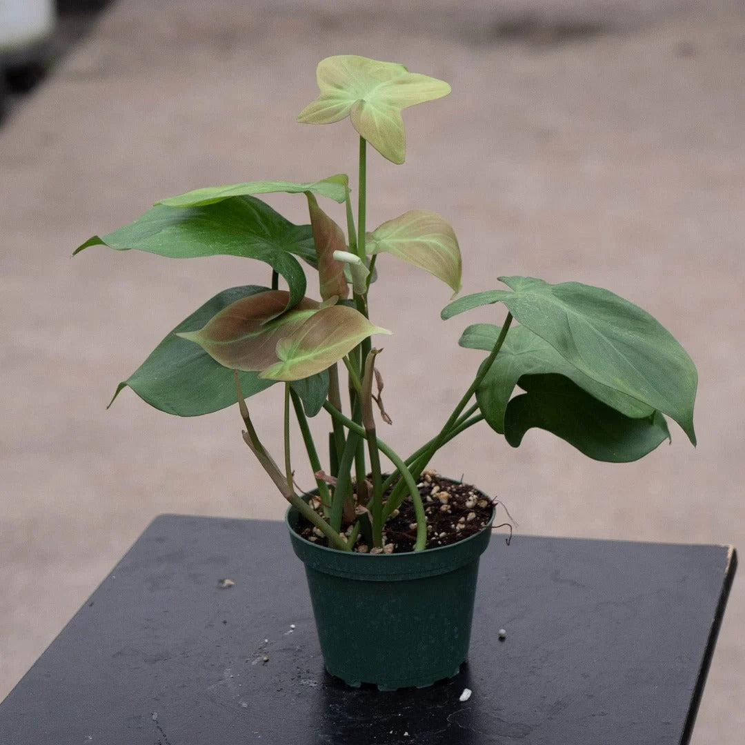 4 inch Philodendron Micans Live Plant