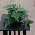6-Inch Heartleaf Philodendron Live Plant