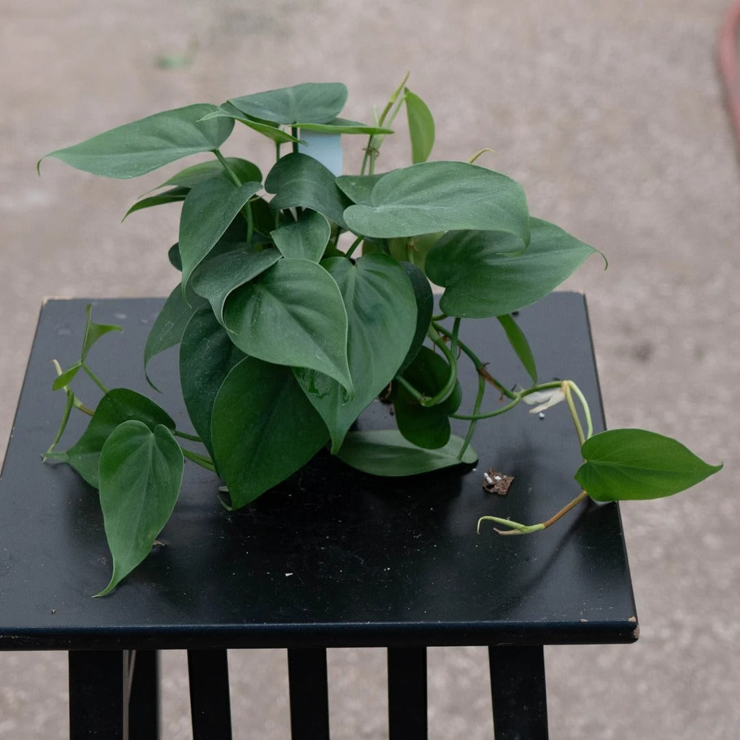 6-Inch Heartleaf Philodendron Live Plant