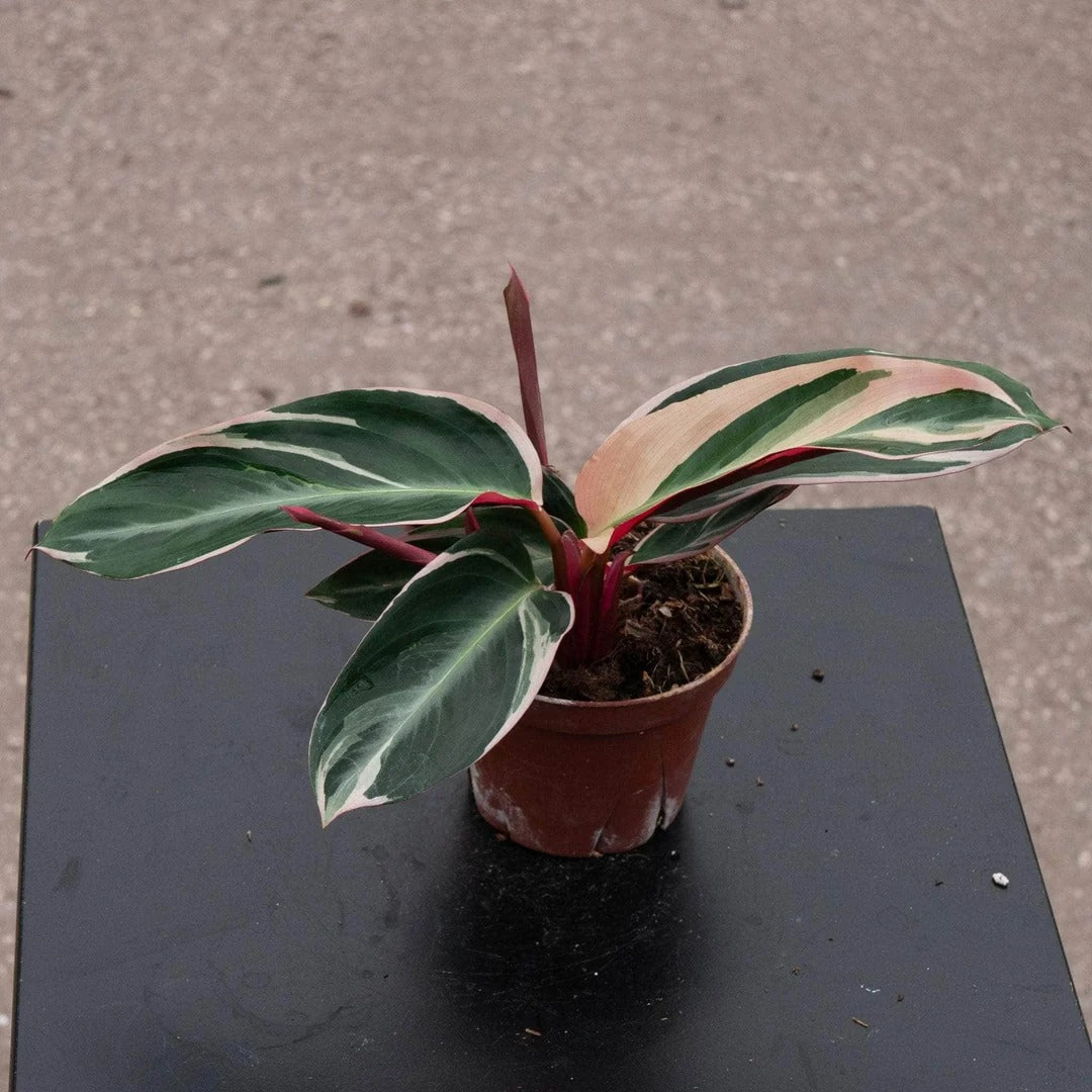 6-inch live Maranta Plant