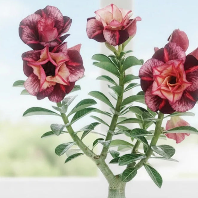 Desert Rose Living Potted Plant