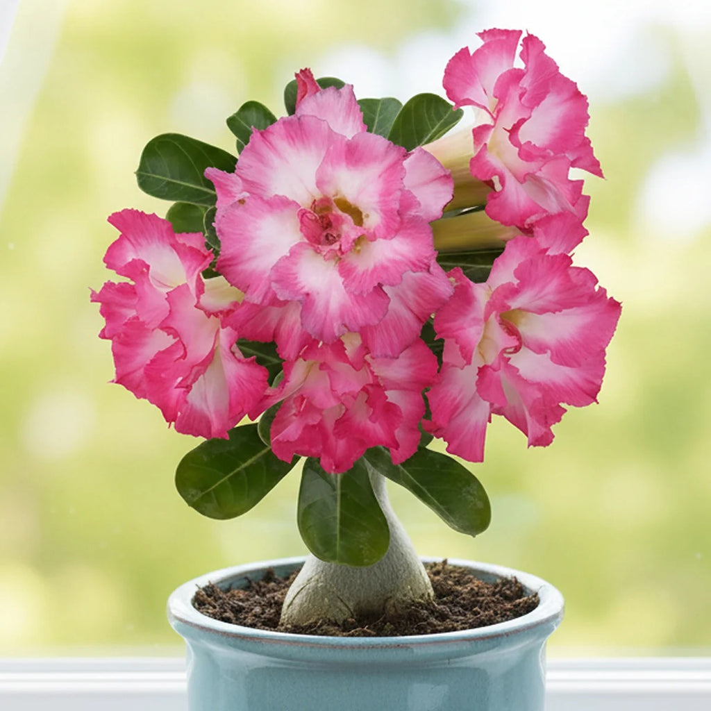 Pink White Gradient Double Petaled Iiving Plant