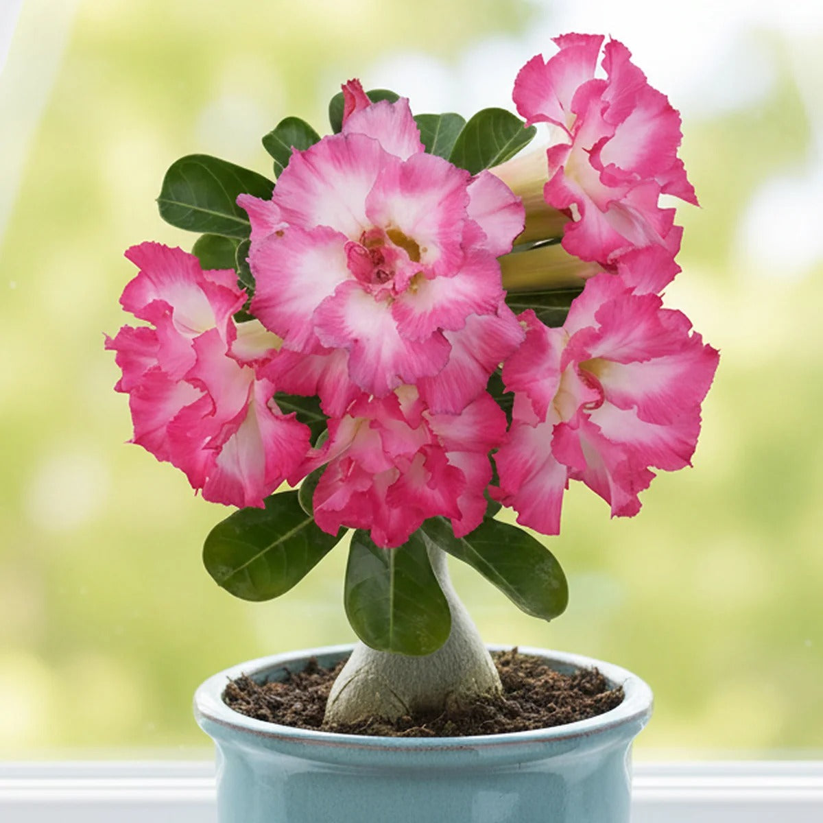 Pink White Gradient Double Petaled Iiving Plant