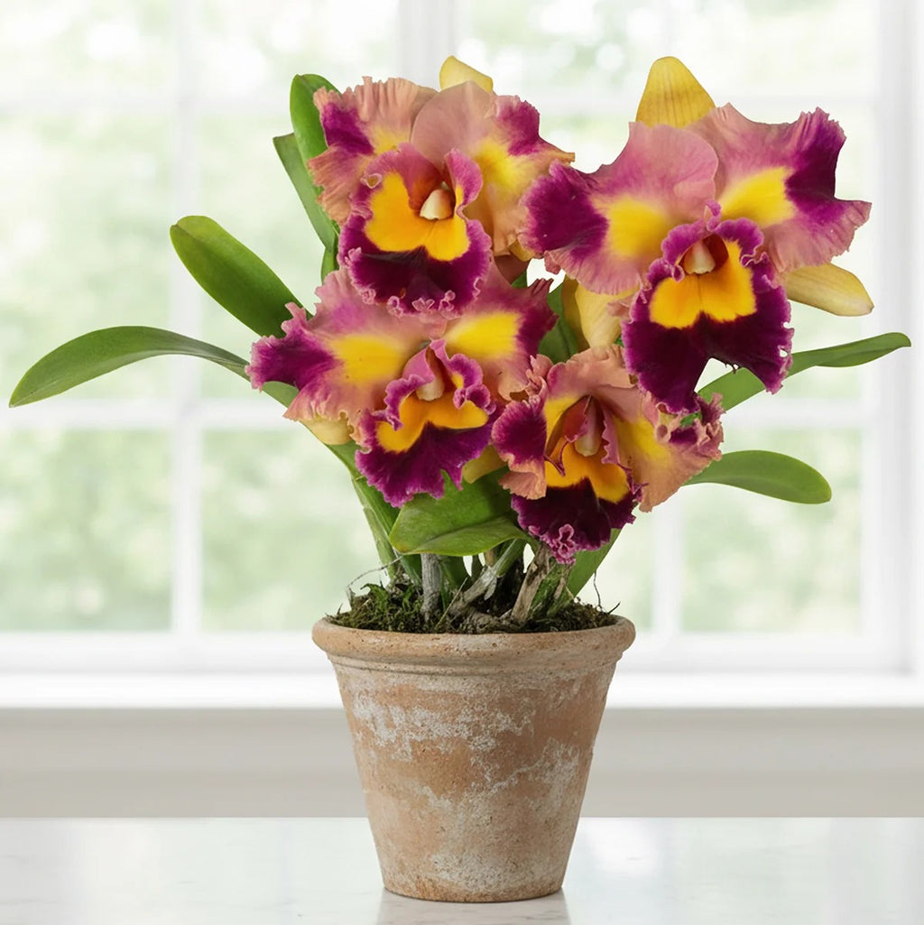 Live Cattleya Orchid Potted Plants
