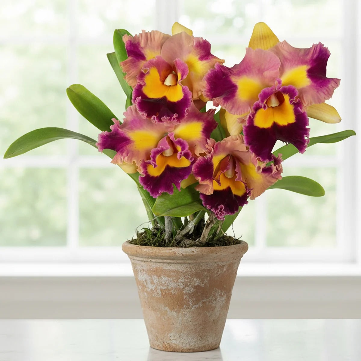 Live Cattleya Orchid Potted Plants