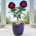 Deep Purple Desert Rose Iive Plant
