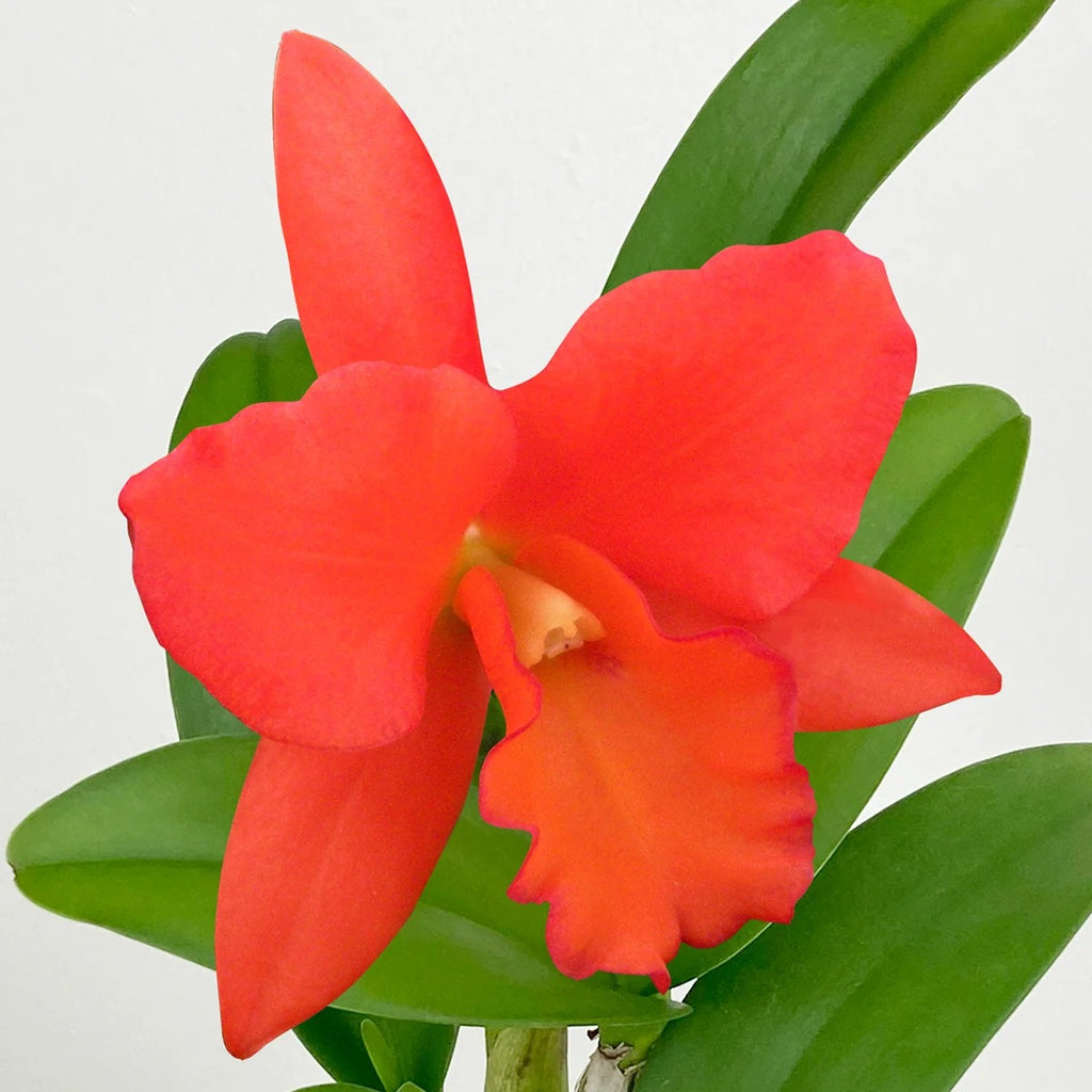 Orange Orchid Live Potted Plant