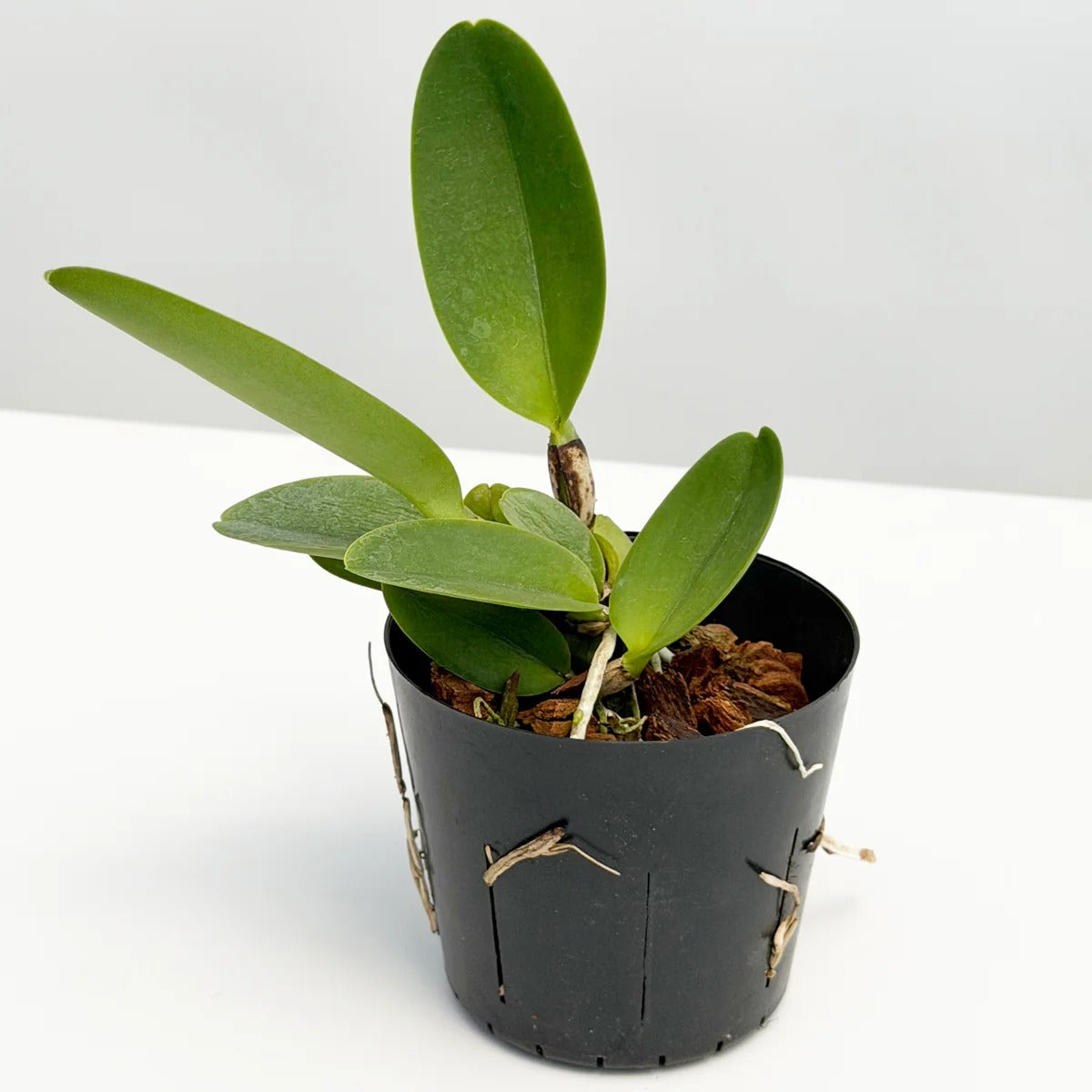 Live Cattleya Orchid Potted Plants