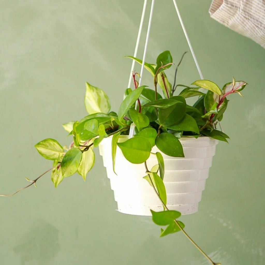 Variegated Hoya Live Hanging Plant