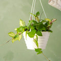 Variegated Hoya Live Hanging Plant
