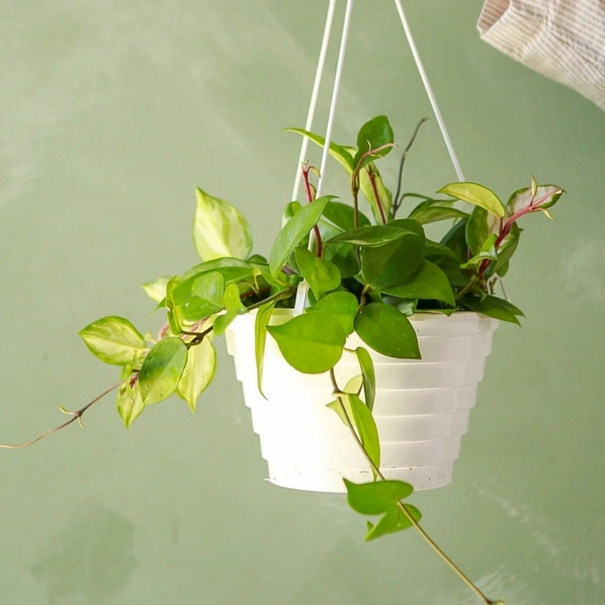 Variegated Hoya Live Hanging Plant