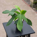 4 inch Florida Philodendron Live Plant