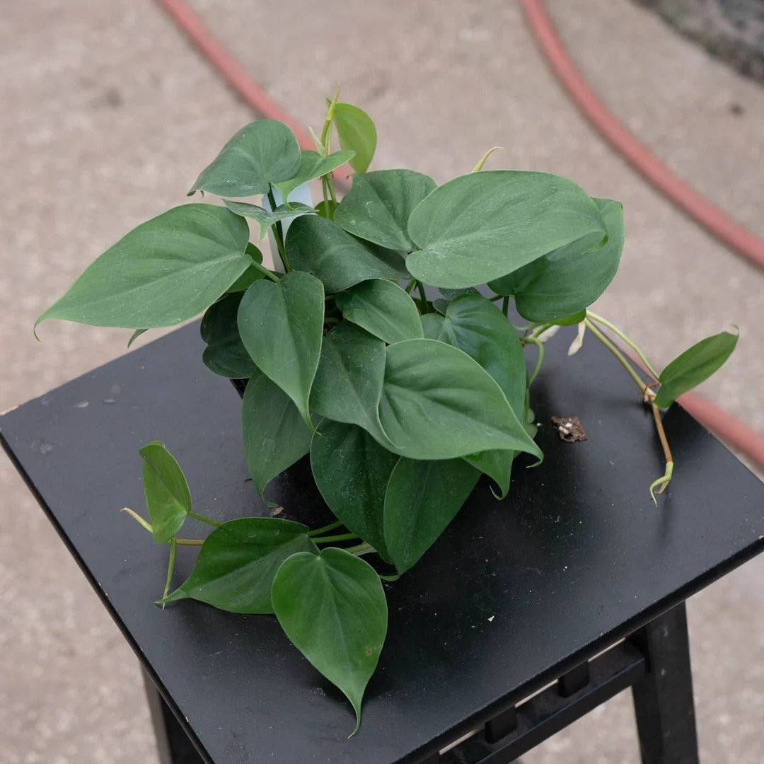 6-Inch Heartleaf Philodendron Live Plant