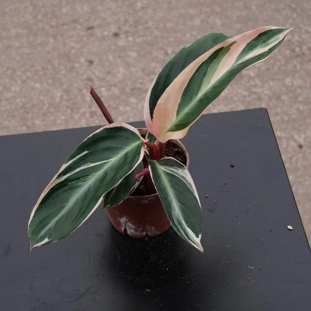 6-inch live Maranta Plant