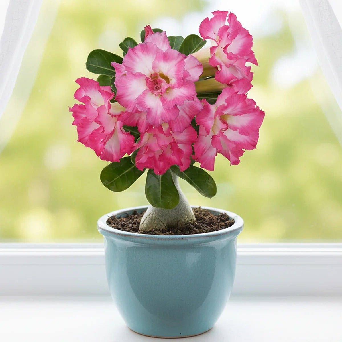 Pink White Gradient Double Petaled Iiving Plant