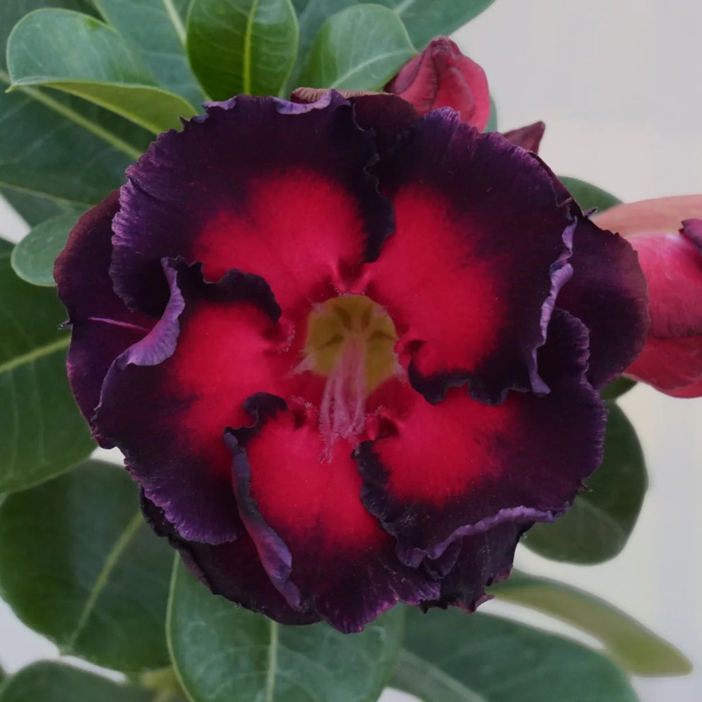 Deep Purple Desert Rose Iive Plant