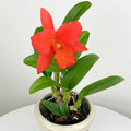 Orange Orchid Live Potted Plant