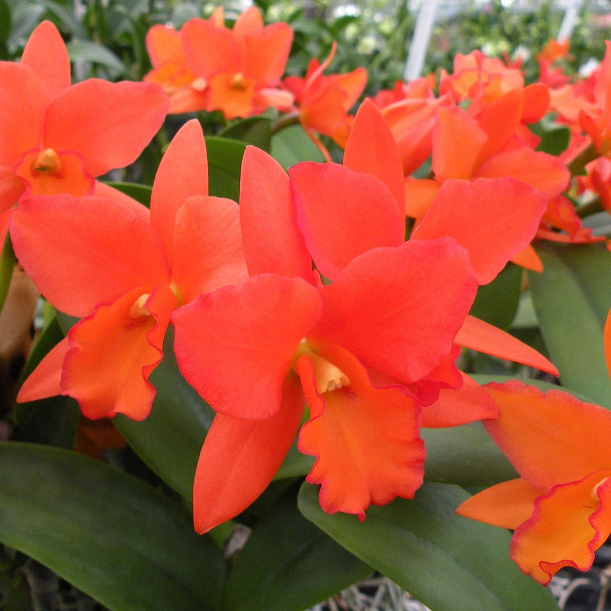 Orange Orchid Live Potted Plant