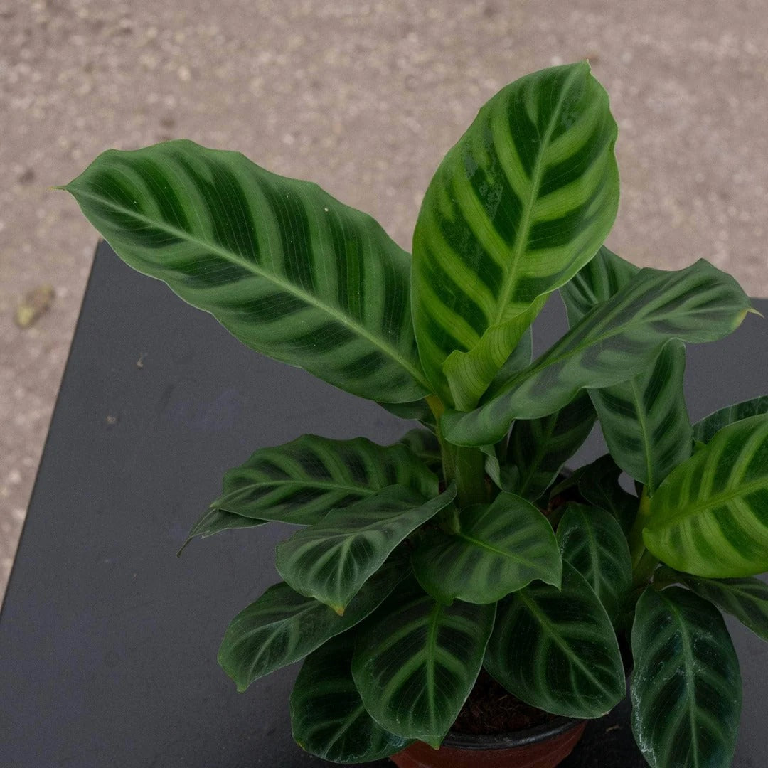 6-inch Monstera Deliciosa Iive Plant