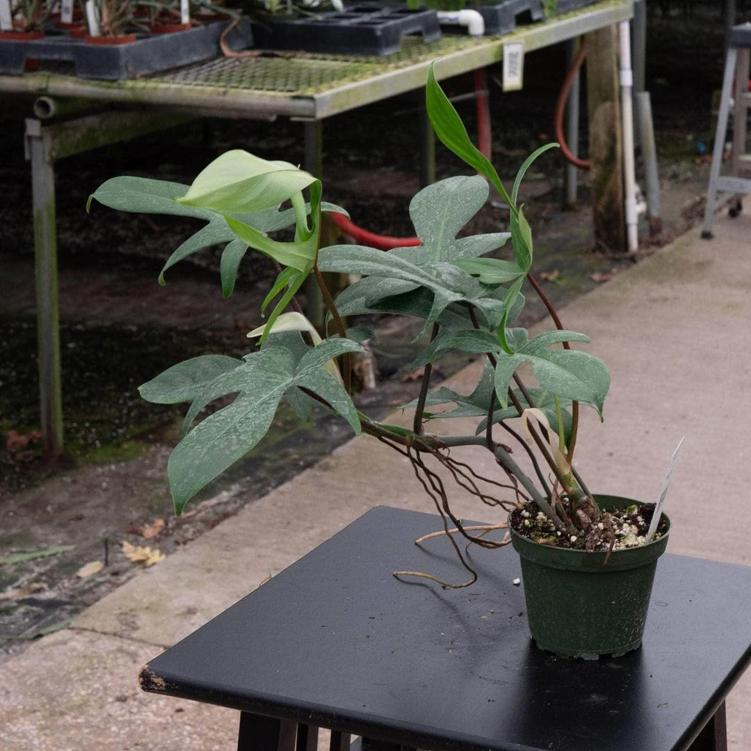 4 inch Florida Philodendron Live Plant