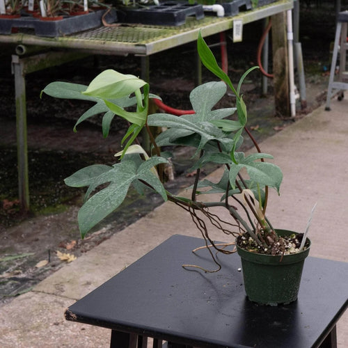 4 inch Florida Philodendron Live Plant