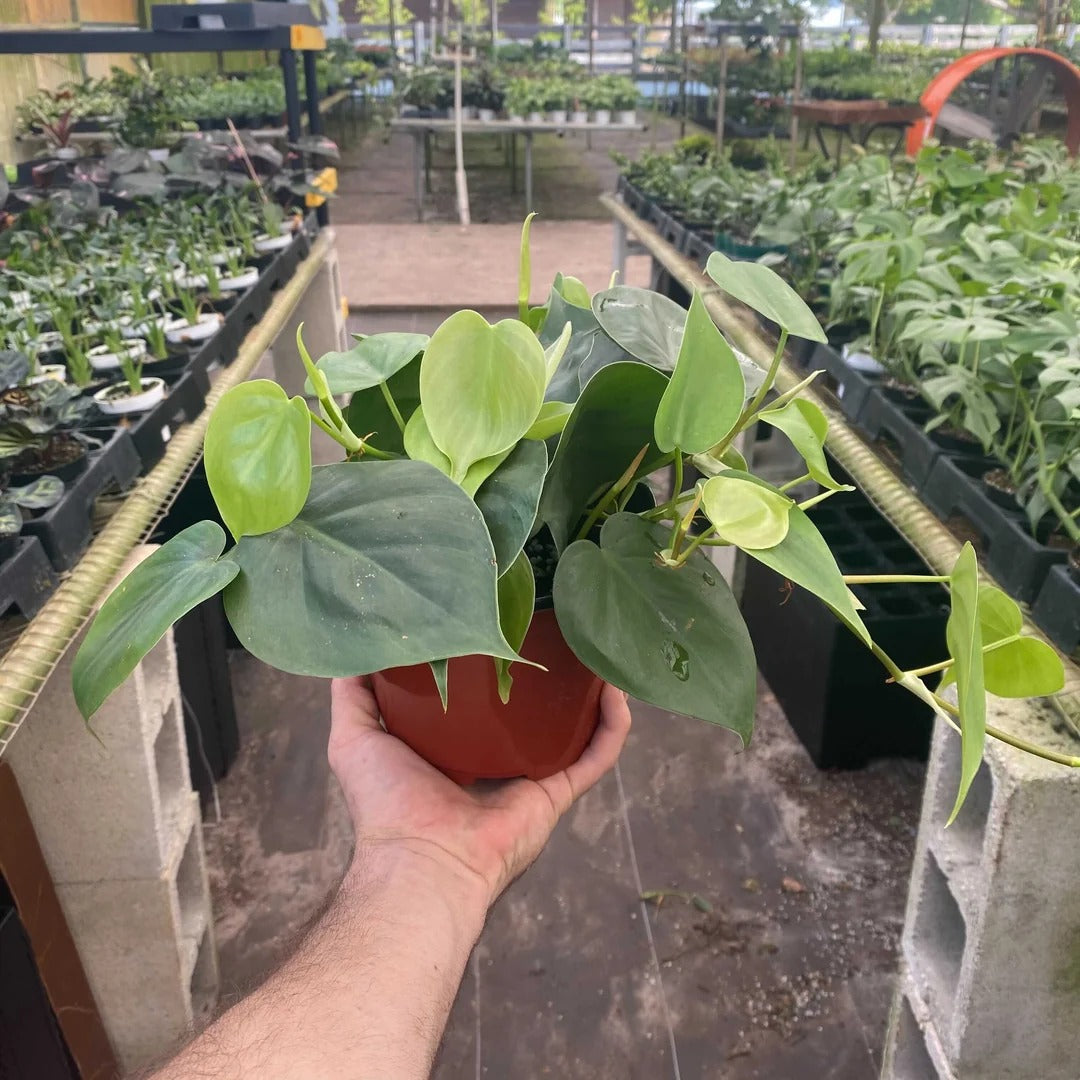 6-Inch Heartleaf Philodendron Live Plant