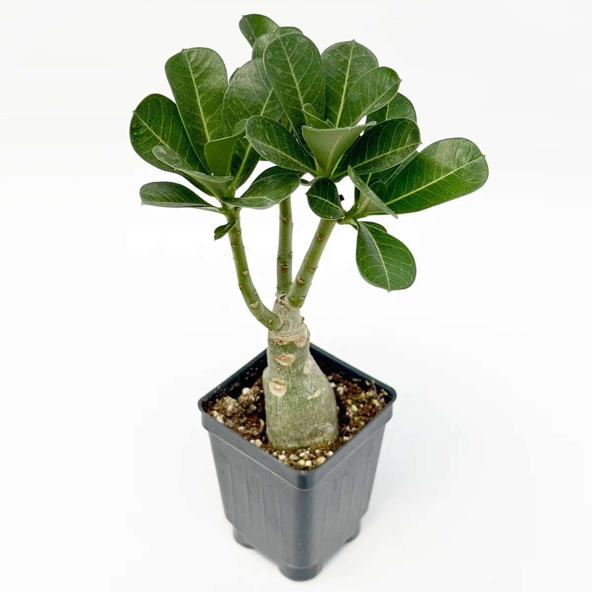 Deep Purple Desert Rose Iive Plant