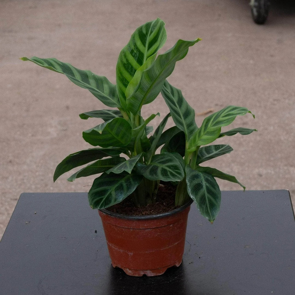 6-inch Monstera Deliciosa Iive Plant