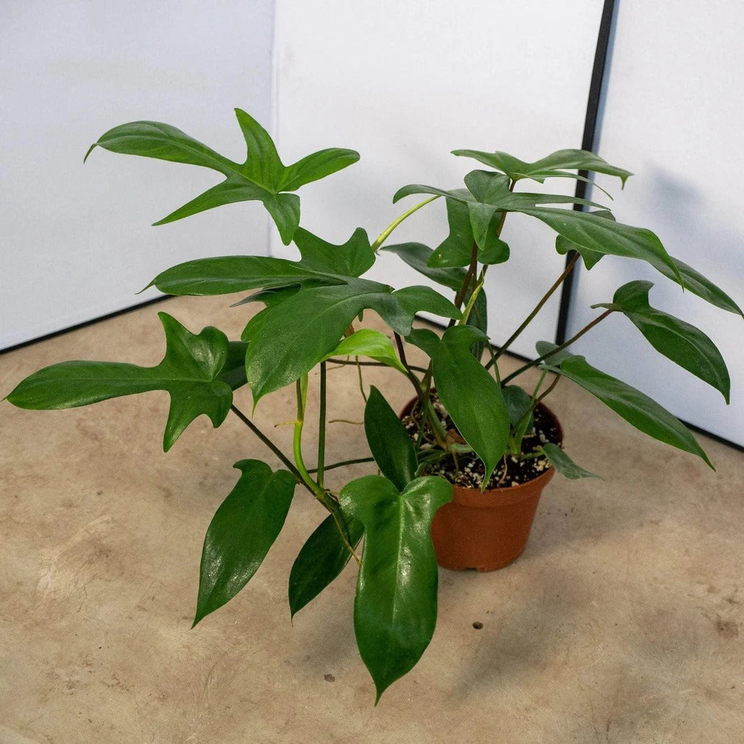4 inch Florida Philodendron Live Plant