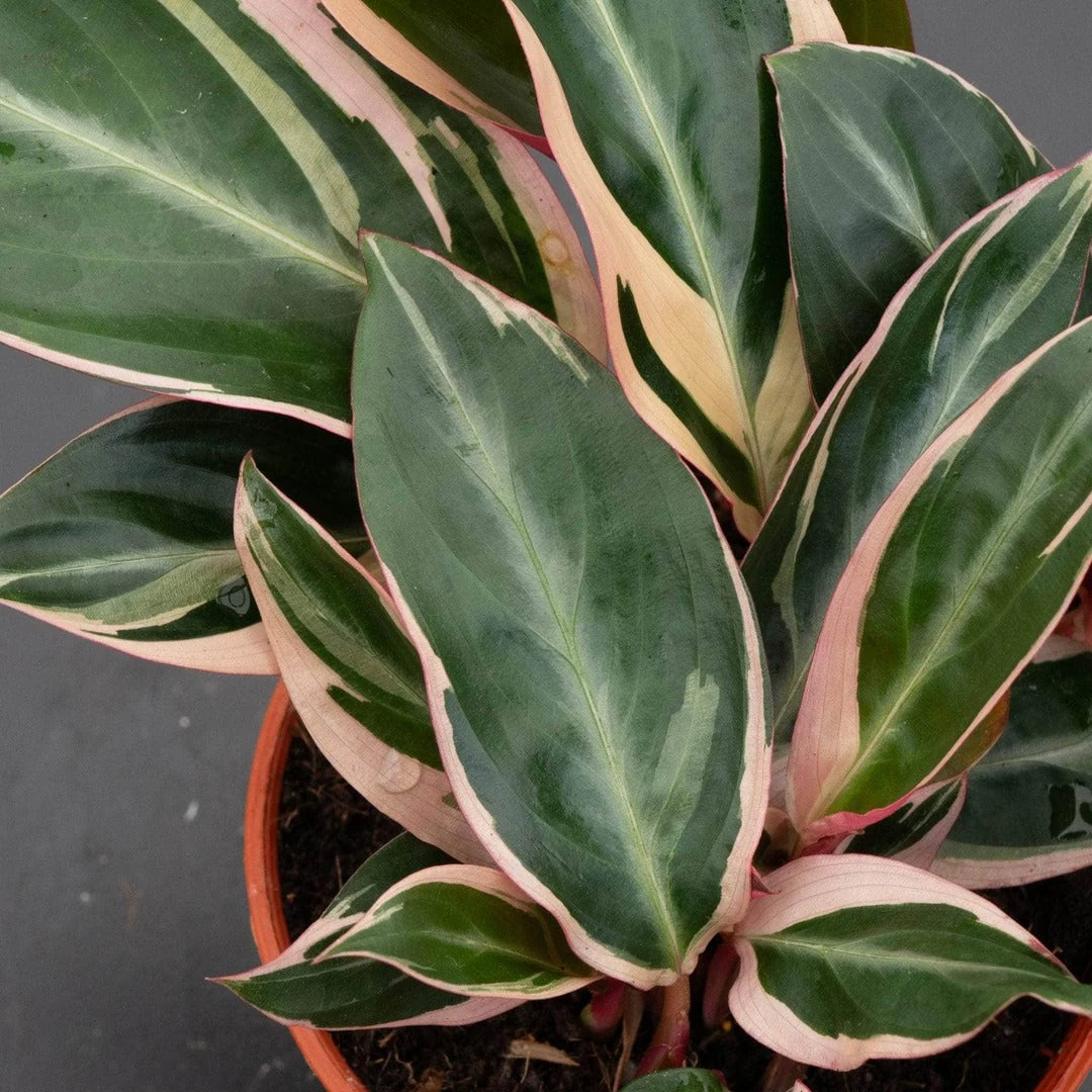 6-inch live Maranta Plant