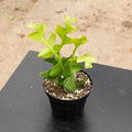 4-inch Live Sawtooth Cactus