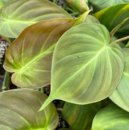 4 inch Philodendron Micans Live Plant
